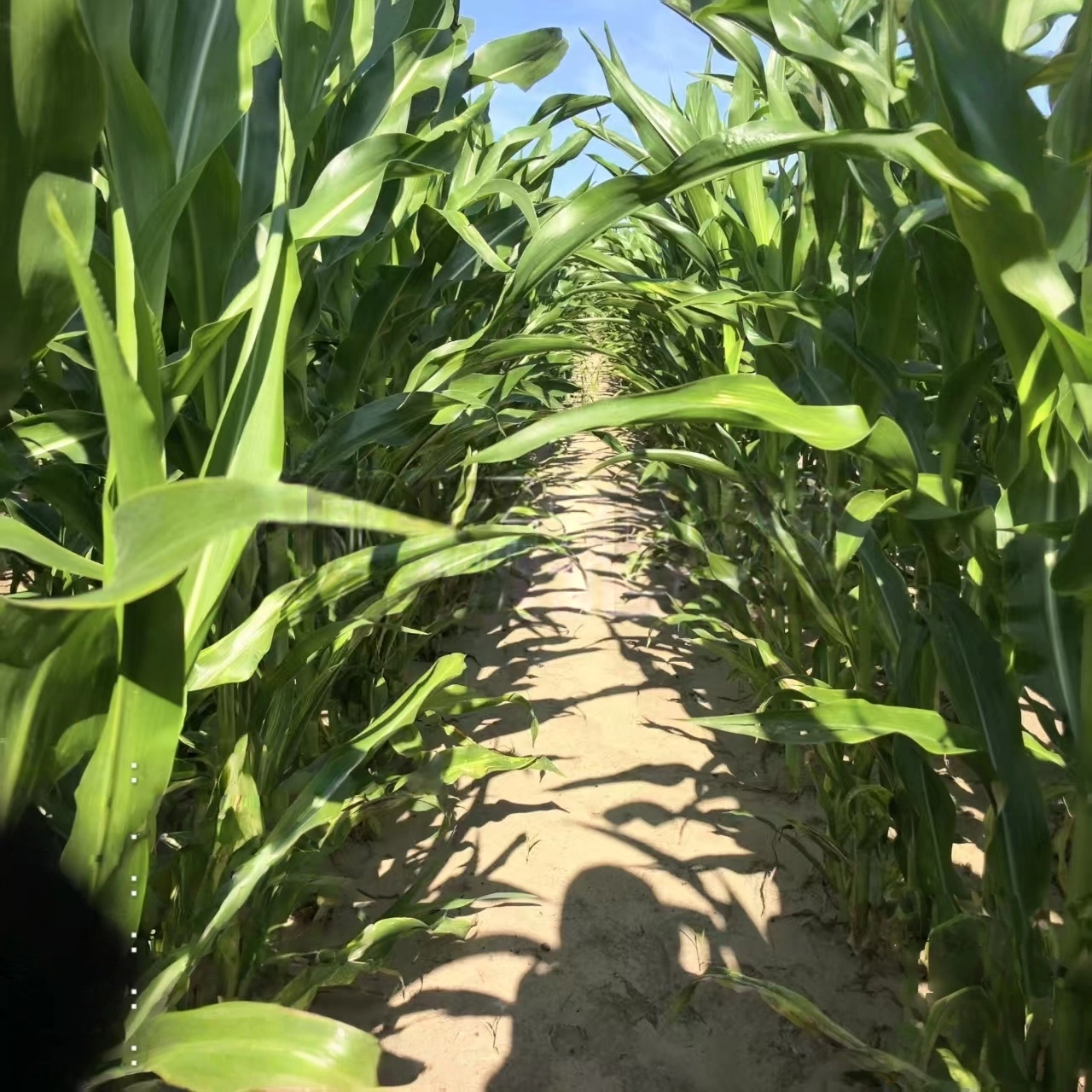 科技解药害，良田焕生机！国基亿龙扎根通辽农田守护农户丰收